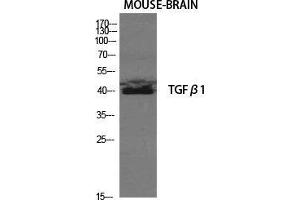 Western Blot (WB) analysis of Mouse Brain cells using TGFbeta1 Polyclonal Antibody. (TGFB1 抗体  (C-Term))