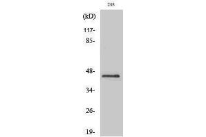 Western Blotting (WB) image for anti-Pentraxin 3 (PTX3) (N-Term) antibody (ABIN3186600) (PTX3 抗体  (N-Term))