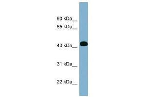 ITPK1 antibody used at 1 ug/ml to detect target protein. (ITPK1 抗体  (Middle Region))