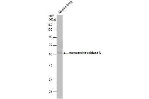 WB Image monoamine oxidase A antibody [N2C3] detects monoamine oxidase A protein by western blot analysis. (Monoamine Oxidase A 抗体  (Center))