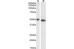 ABIN5539627 (1µg/ml) staining of Jurkat (A) and K562 (B) lysate (35µg protein in RIPA buffer). (DPF2 抗体  (AA 89-103))