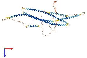 Golgin A8 Family, Member N (GOLGA8N) (AA 1-632) protein (His tag)