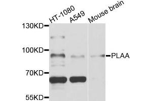 Western blot analysis of extracts of various cells, using PLAA antibody.