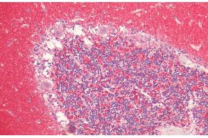Immunohistochemistry analysis using Rabbit Anti-Alpha Synuclein Polyclonal Antibody (ABIN6698732). (SNCA 抗体)
