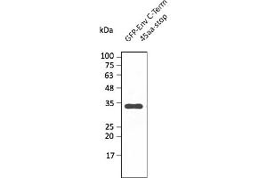Western Blotting (WB) image for anti-SARS-CoV-2 Envelope (SARS-CoV-2 E) (C-Term) antibody (ABIN7273009) (SARS-CoV-2 Envelope 抗体  (C-Term))