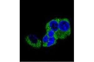 Confocal immunofluorescent analysis of DBH Antibody (N-term) Cat. (DBH 抗体  (N-Term))
