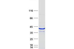 Western Blotting (WB) image for BCL2-Like 14 (Apoptosis Facilitator) (BCL2L14) (Transcript Variant 1) protein (Myc-DYKDDDDK Tag) (ABIN2715196)