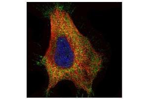 Immunofluorescence (IF) image for anti-Glutamate Decarboxylase 2 (Pancreatic Islets and Brain, 65kDa) (GAD2) (C-Term) antibody (ABIN2856885)