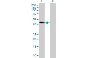 Western Blot analysis of SGK2 expression in transfected 293T cell line by SGK2 MaxPab polyclonal antibody. (SGK2 抗体  (AA 1-367))