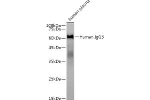Western blot analysis of extracts of human plasma, using Human IgG3 antibody (ABIN7267839) at 1:3000 dilution. (IgG3 抗体)