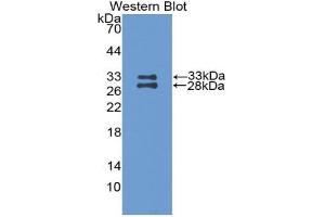 Western blot analysis of the recombinant protein. (APOA1 抗体  (AA 25-264))