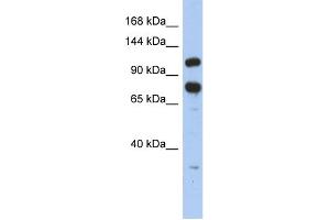 WB Suggested Anti-ZFR Antibody Titration:  0. (ZFR 抗体  (Middle Region))