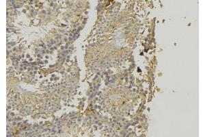 ABIN6277808 at 1/100 staining Mouse testis tissue by IHC-P.