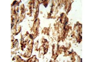 IGFBP4 antibody immunohistochemistry analysis in formalin fixed and paraffin embedded human placenta tissue. (IGFBP4 抗体  (AA 96-124))