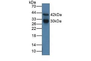 Detection of CTSG in Human MCF7 Cells using Polyclonal Antibody to Cathepsin G (CTSG) (Cathepsin G 抗体  (AA 21-255))