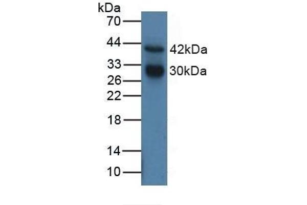 Cathepsin G 抗体  (AA 21-255)