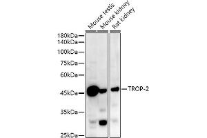 Western blot analysis of extracts of various cell lines, using TROP-2 antibody (ABIN7271103) at 1:1000 dilution. (TACSTD2 抗体)
