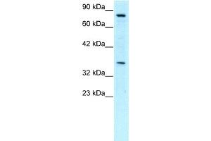 anti-Neuronal PAS Domain Protein 1 (NPAS1) (C-Term) antibody