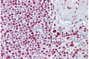 Anti-ATOH1 / MATH-1 antibody IHC staining of human spleen. (ATOH1 抗体  (C-Term))