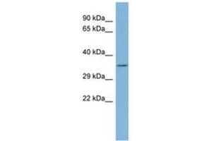 Image no. 1 for anti-Tetratricopeptide Repeat Domain 35 (TTC35) (AA 107-156) antibody (ABIN6741756) (TTC35 抗体  (AA 107-156))