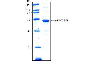 10% SDS-PAGE stained with Coomassie Blue (CB) and peptide fingerprinting by MALDI-TOF mass spectrometry (TDGF1 Protein (AA 1-188) (MBP tag))