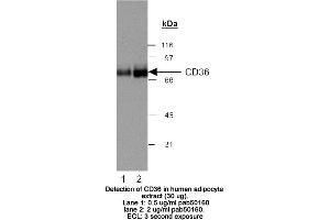 Image no. 2 for anti-CD36 (CD36) (AA 100-200) antibody (ABIN363469) (CD36 抗体  (AA 100-200))