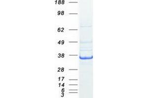 Validation with Western Blot (Lactate Dehydrogenase C Protein (LDHC) (Transcript Variant 1) (Myc-DYKDDDDK Tag))