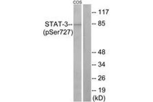 Western Blotting (WB) image for anti-Signal Transducer and Activator of Transcription 3 (Acute-Phase Response Factor) (STAT3) (pSer727) antibody (ABIN2888530) (STAT3 抗体  (pSer727))