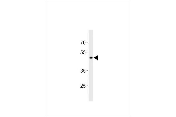 GPR150 antibody  (C-Term)
