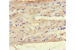 Immunohistochemistry of paraffin-embedded human heart tissue using ABIN7165797 at dilution of 1:100 (MAX 抗体  (AA 1-58))