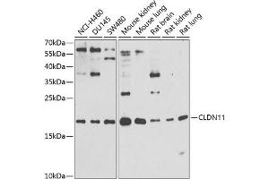 Western blot analysis of extracts of various cell lines, using CLDN11 antibody (ABIN6133643, ABIN6138675, ABIN6138676 and ABIN6216120) at 1:1000 dilution. (Claudin 11 抗体  (AA 1-100))