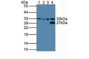 Western blot analysis of (1) Human HeLa cells, (2) Human HepG2 Cells, (3) Human K562 Cells and (4) Porcine Liver Tissue. (CDK2 抗体  (AA 94-198))