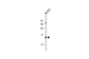 Anti- HBE1 Antibody (Center) at 1:1000 dilution + NCCIT whole cell lysate Lysates/proteins at 20 μg per lane. (Hemoglobin, epsilon 1 (HBe1) (AA 55-83) 抗体)