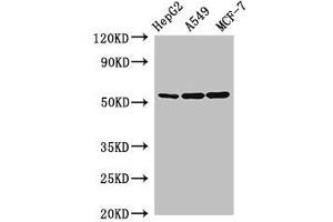 Western Blot Positive WB detected in: HepG2 whole cell lysate, A549 whole cell lysate, MCF-7 whole cell lysate All lanes: SLC24A5 antibody at 2. (SLC24A5 抗体  (AA 240-298))