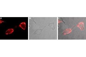 Immunocytochemistry (ICC) image for anti-Solute Carrier Family 1 (Glial High Affinity Glutamate Transporter), Member 2 (SLC1A2) (Extracellular) antibody (ABIN7043660)