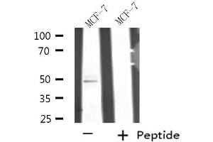 Western blot analysis of extracts from MCF-7 cell using SEPT7 antibody. (Septin 7 抗体  (C-Term))