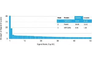 Analysis of Protein Array containing more than 19,000 full-length human proteins using CD269 Mouse Monoclonal Antibody (ZSCAN29/2610) Z- and S- Score: The Z-score represents the strength of a signal that a monoclonal antibody (MAb) (in combination with a fluorescently-tagged anti-IgG secondary antibody) produces when binding to a particular protein on the HuProtTM array. (ZSCAN29 抗体)