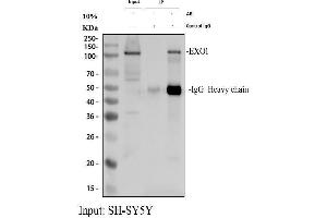 Immunoprecipitating (IP) EXO1 in SH-SY5Y whole cell lysate.