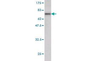 Western Blot detection against Immunogen (65. (TEAD4 抗体  (AA 1-361))