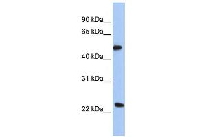 Western Blotting (WB) image for anti-Protein O-Fucosyltransferase 2 (POFUT2) antibody (ABIN2458965) (POFUT2 抗体)