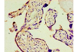 Immunohistochemistry of paraffin-embedded human placenta tissue using ABIN7148789 at dilution of 1:100 (ATF3 抗体  (AA 1-181))