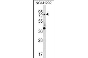 GTPBP1 Antibody (C-term) (ABIN1537482 and ABIN2850291) western blot analysis in NCI- cell line lysates (35 μg/lane). (GTPBP1 抗体  (C-Term))