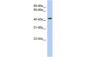 WB Suggested Anti-MYC Antibody Titration: 0. (c-MYC 抗体  (N-Term))
