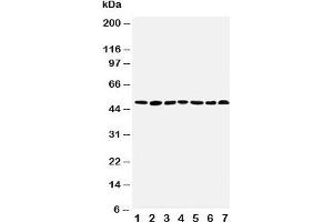 Western blot testing of CtBP1 antibody and Lane 1:  rat brain;  2: rat testis;  3: rat ovary;  4: U87;  5: SW620;  6: HT1080;  7: COLO320 cell lysate (CTBP1 抗体  (AA 425-440))