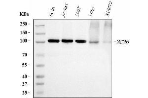 Western blot analysis of MCM6 using anti-MCM6 antibody (ABIN7600037). (MCM6 抗体  (AA 14-821))