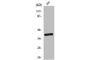 Western Blot analysis of HepG2 cells using MEL-1B-R Polyclonal Antibody (Melatonin Receptor 1B 抗体  (C-Term))
