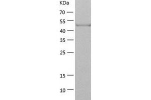 SHC1 Protein (AA 1-474) (His tag)