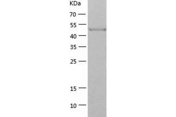 SHC1 Protein (AA 1-474) (His tag)