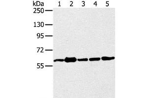 Western Blot analysis of 231, Jurkat, A549, hela and 293T cell using TRIM45 Polyclonal Antibody at dilution of 1:400 (TRIM45 抗体)