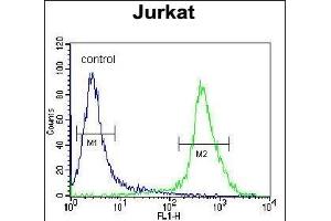 MOGT3 Antibody (C-term) (ABIN655894 and ABIN2845294) flow cytometric analysis of Jurkat cells (right histogram) compared to a negative control cell (left histogram).